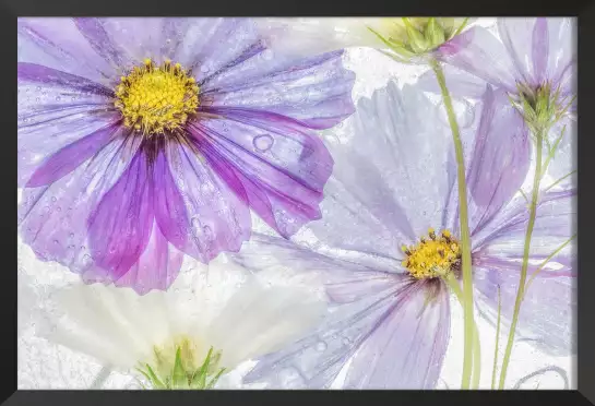 Cosmos cool - affiche de fleurs