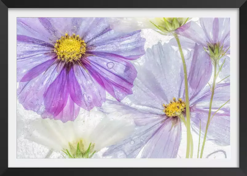 Cosmos cool - affiche de fleurs