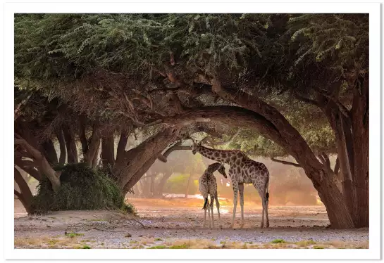 Girafe de Namibie - affiche animaux