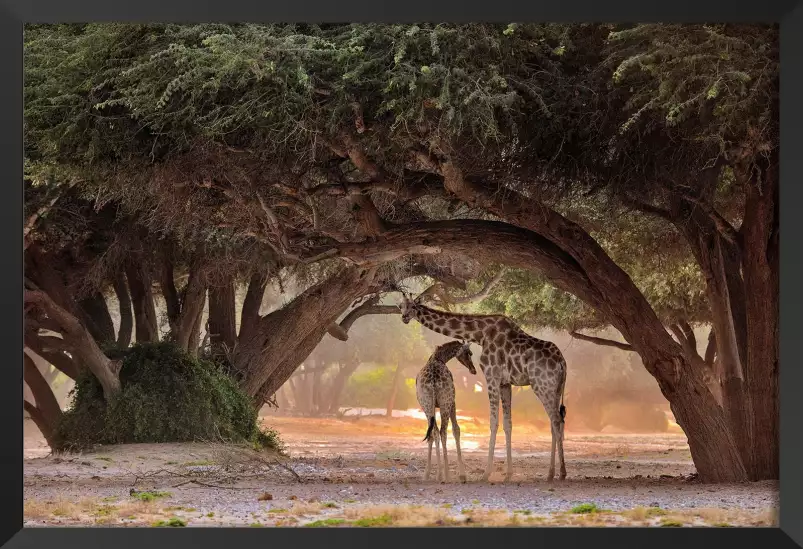 Girafe de Namibie - affiche animaux