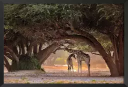 Girafe de Namibie - affiche animaux