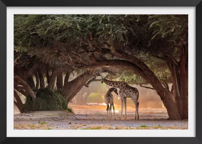 Girafe de Namibie - affiche animaux