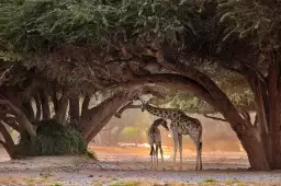 Girafe de Namibie - affiche animaux