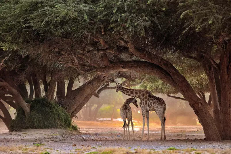 Girafe de Namibie - affiche animaux