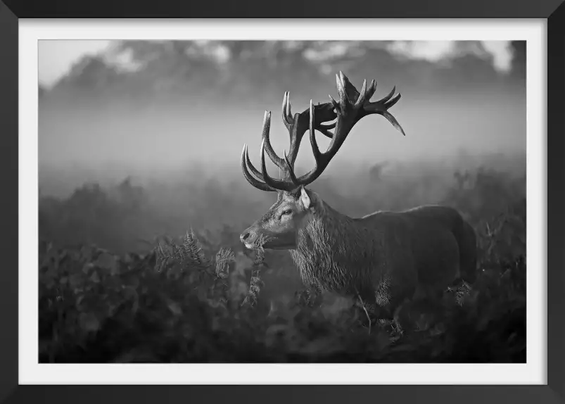 Matinée ensoleillée - photos noir et blanc célébrités