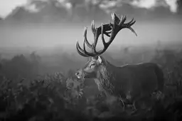 Matinée ensoleillée - photos noir et blanc célébrités