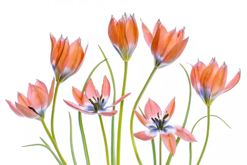 Tulipes abricot - affiche de fleurs
