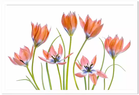 Tulipes abricot - affiche de fleurs