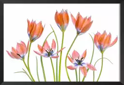 Tulipes abricot - affiche de fleurs