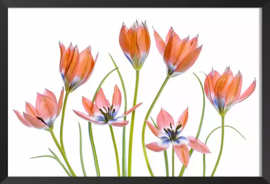 Tulipes abricot - affiche de fleurs