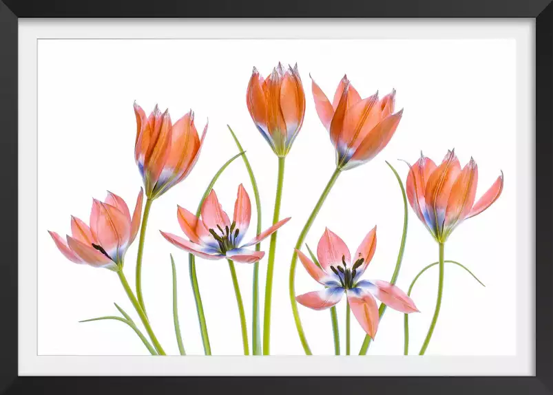 Tulipes abricot - affiche de fleurs