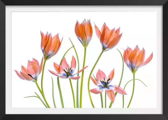 Tulipes abricot - affiche de fleurs