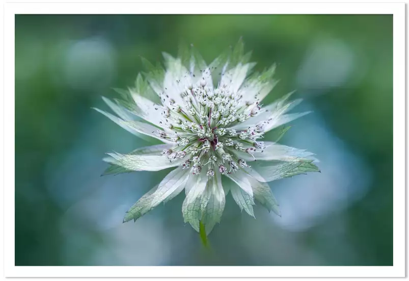 Astrance - affiche fleurs