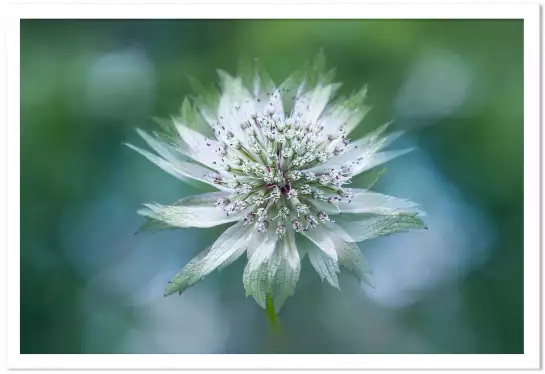 Astrance - affiche fleurs