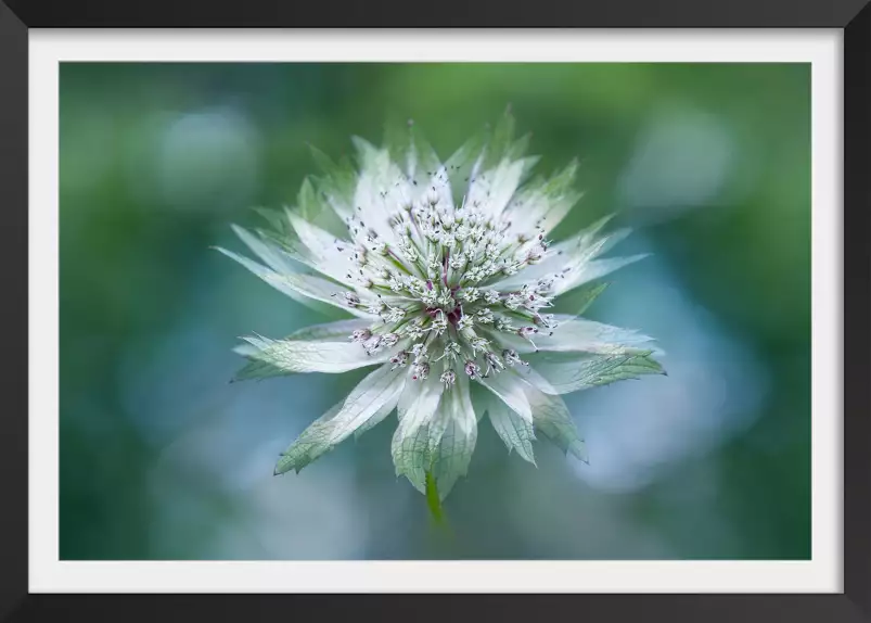 Astrance - affiche fleurs