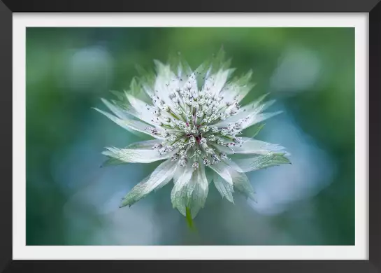 Astrance - affiche fleurs