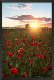 Suede en fleurs - tableau champs de coquelicots