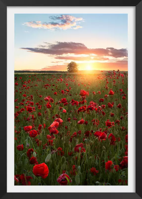 Suede en fleurs - tableau champs de coquelicots