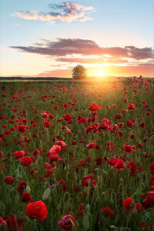 Suede en fleurs - tableau champs de coquelicots