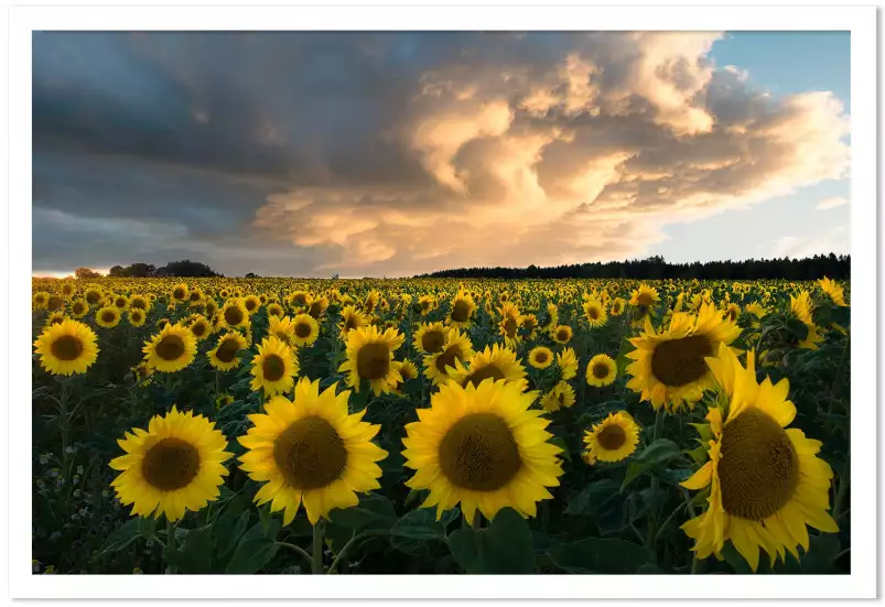 Tournesols en Suède - paysage champs