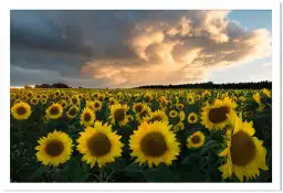 Tournesols en Suède - paysage champs