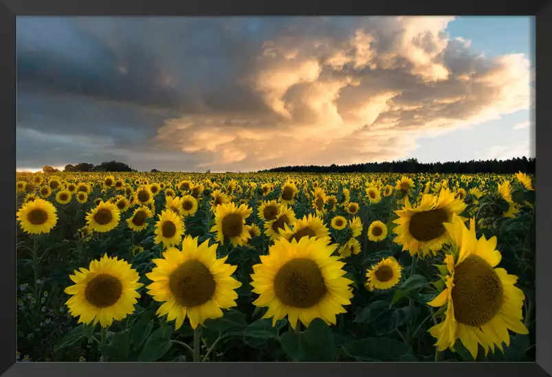 Tournesols en Suède - paysage champs