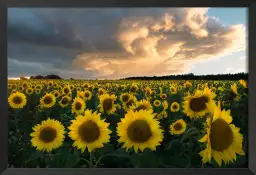 Tournesols en Suède - paysage champs