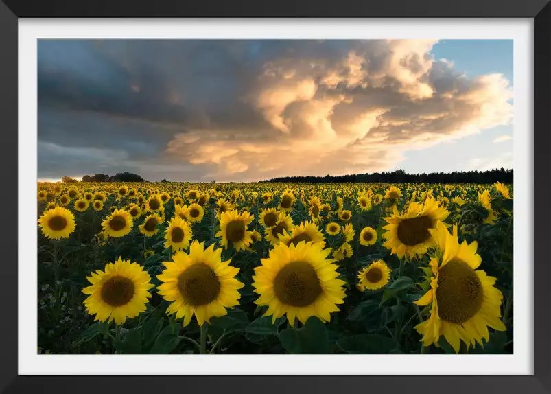 Tournesols en Suède - paysage champs