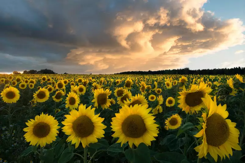 Tournesols en Suède - paysage champs