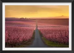 Floraison - paysage champs