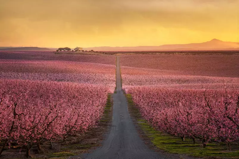 Floraison - paysage champs