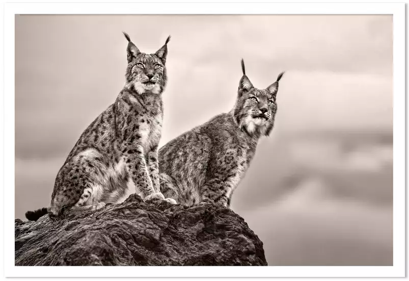 Deux Lynx - affiche animaux