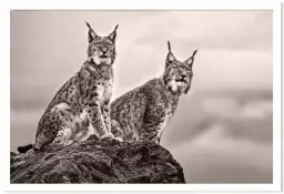 Deux Lynx - affiche animaux