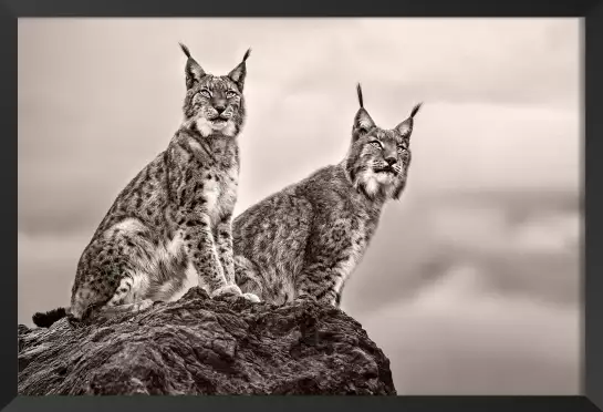 Deux Lynx - affiche animaux