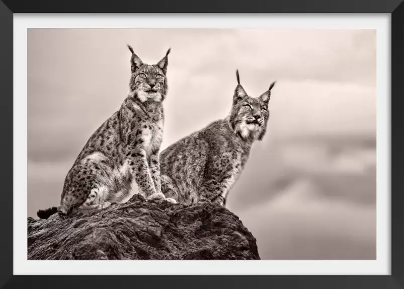 Deux Lynx - affiche animaux