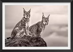 Deux Lynx - affiche animaux