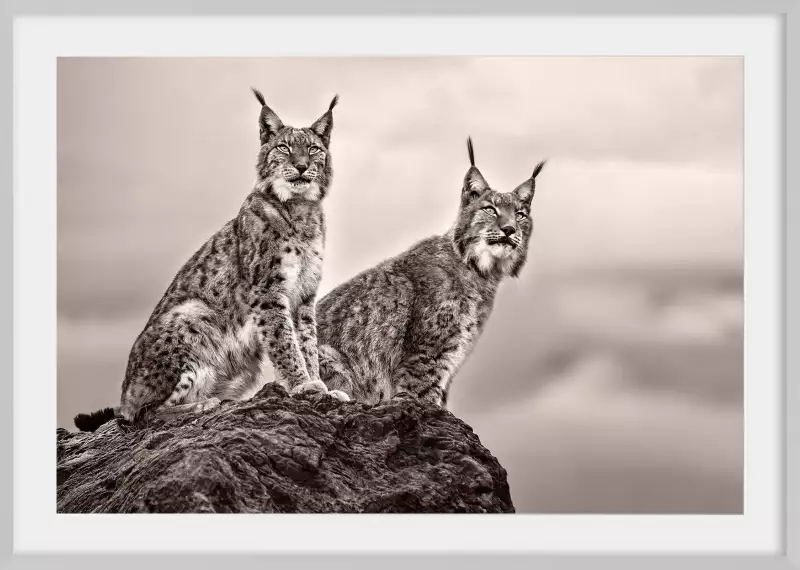 Deux Lynx Poster d animaux HEXOA