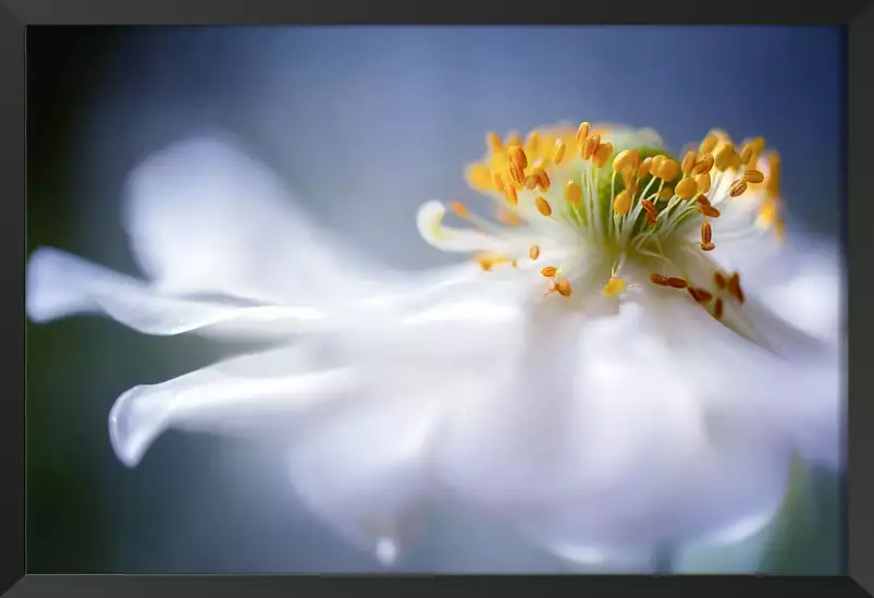 Anémone 1 - affiche fleurs