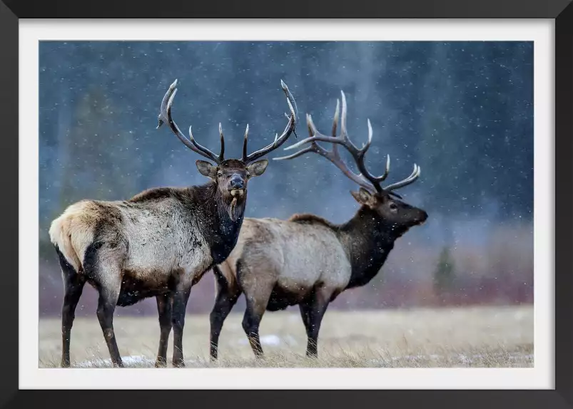 Première neige - affiche animaux