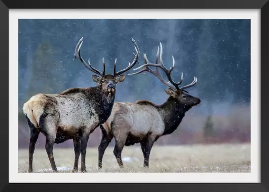 Première neige - affiche animaux