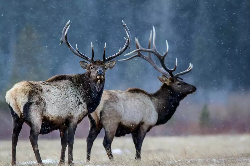 Première neige - affiche animaux