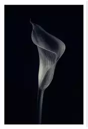 Calla lily - poster d'art