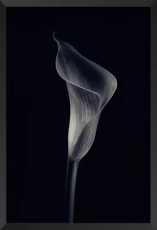 Calla lily - poster d'art