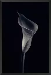 Calla lily - poster d'art