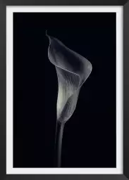 Calla lily - poster d'art