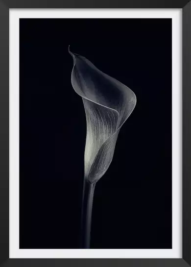 Calla lily - poster d'art