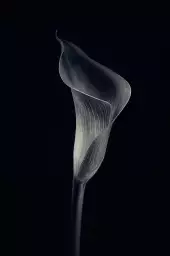 Calla lily - poster d'art