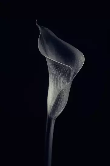 Calla lily - poster d'art