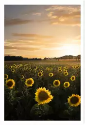 Tournesol au soleil - affiche fleurs