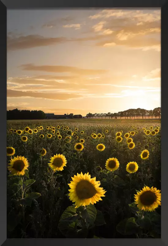 Tournesol au soleil - affiche fleurs